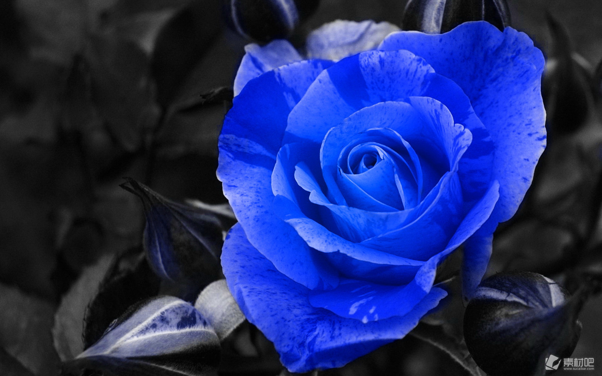 花卉百科：蓝色妖姬 - 知乎