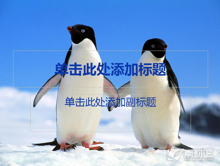 极地的主人企鹅动物PPT模板