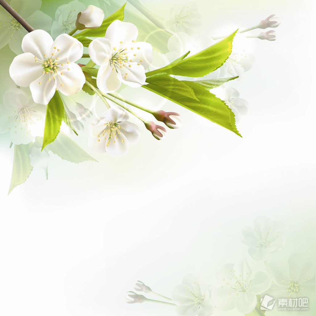 白色清新花卉装饰背景矢量素材