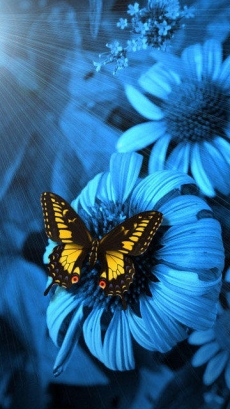 花中飞舞的彩蝶手机壁纸