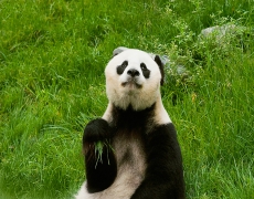 可爱大熊猫高清图片