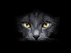 纯黑色猫咪手机壁纸