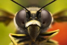 昆虫类动物眼睛特写手机壁纸