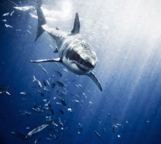 海洋霸主鲨鱼手机壁纸