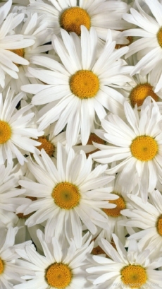 纯洁的白色花朵手机壁纸