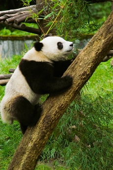 国宝大熊猫爬树高清图片