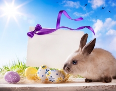 可爱兔子彩色蛋高清图片