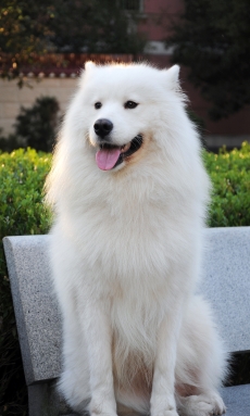 白色可爱狗狗高清图片