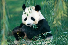 国宝大熊猫吃竹子高清图片