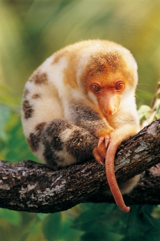 可爱小巧的松鼠猴高清图片