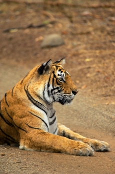 沉思中的老虎高清图片