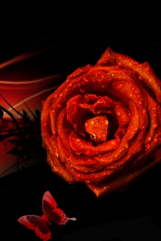 红玫瑰手机壁纸