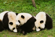 三只国宝大熊猫高清图片