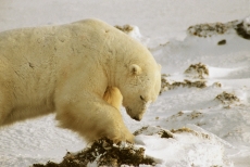 纯白色的北极熊高清图片