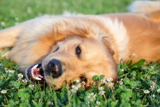 金毛犬躺在草丛高清图片
