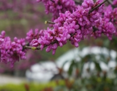 唯美紫荆花高清图片