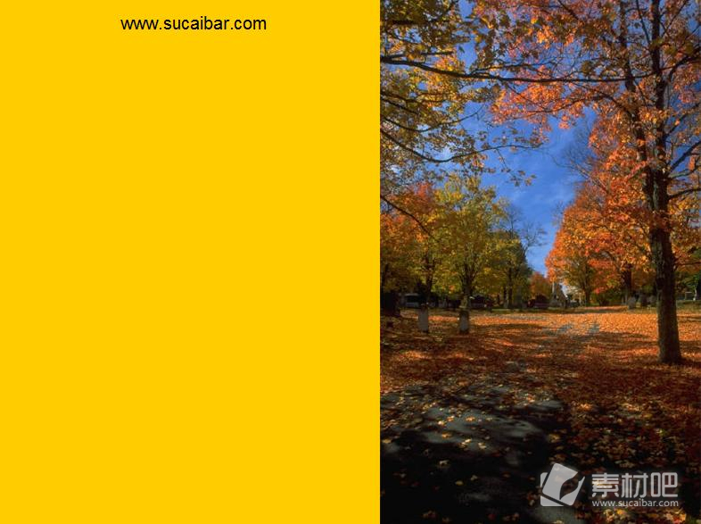 秋季树木上枯黄的树叶风景PPT模板