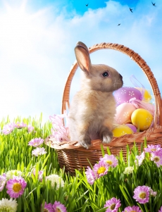 复活节兔子彩蛋高清图片