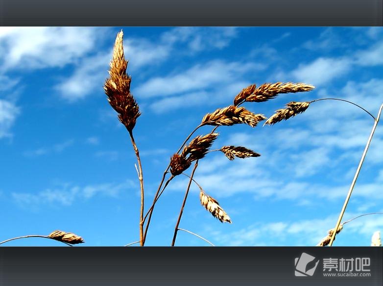 天空下的麦子风景PPT模板