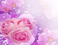泡泡粉色玫瑰高清图片