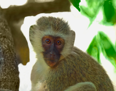 可爱猴子含情脉脉的眼神高清图片