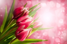 美丽鲜艳的红色郁金香高清图片