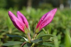 含苞未放的粉红色花朵高清图片