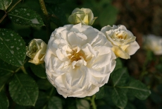 开放的白色花朵高清图片