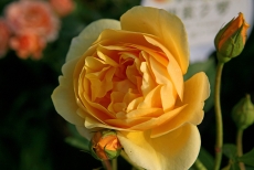 一朵橘黄色的花朵高清图片