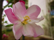 盛开的粉红色花卉高清图片
