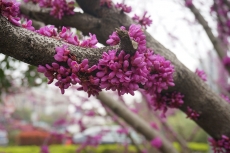 艳丽的紫荆花高清图片