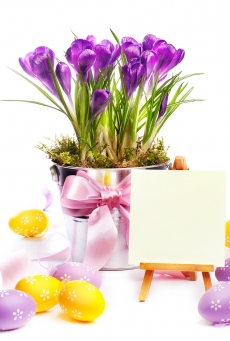 紫色的花朵清新的高清图片