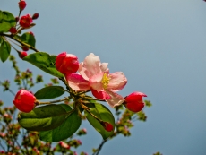 粉红色红色花朵绿色枝叶高清图片