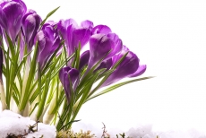 春天里美丽的紫色花卉高清图片