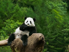 可爱大熊猫树枝上吃东西高清图片