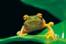 一只绿色的青蛙高清图片