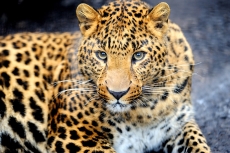 目光犀利的豹子高清图片