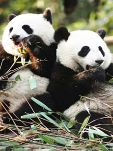 国宝级动物熊猫手机壁纸