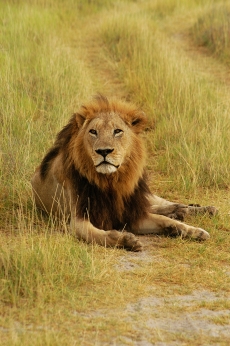 趴在草原上的狮子高清图片