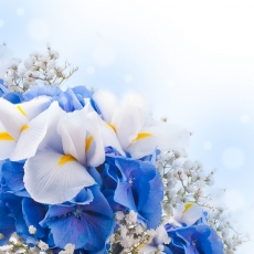 清新的蓝色白色花卉高清图片