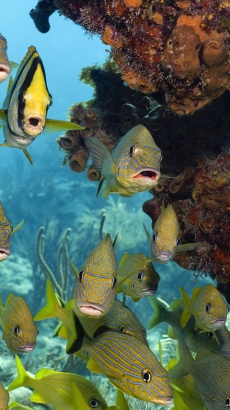 热带海底鱼高清手机壁纸