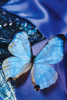 美丽的蝴蝶精美手机壁纸