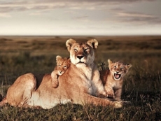 非洲大草原野生动物摄影手机壁纸