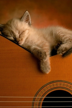 小猫可爱的睡觉姿势手机壁纸