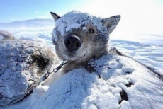 雪地里的可爱的狗狗手机壁纸
