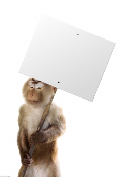 可爱聪明的猴子手机壁纸