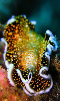 五彩鲜艳的海洋浮游生物手机壁纸