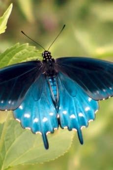 鲜艳美丽的蓝蝴蝶壁纸手机壁纸