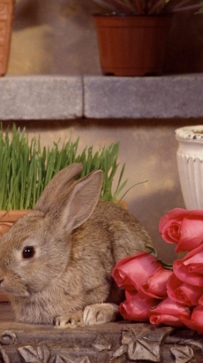 可爱兔子写真手机壁纸
