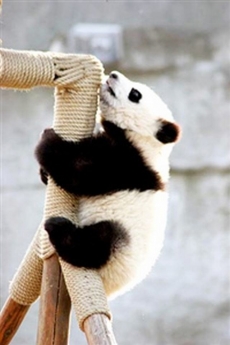 中国国宝动物熊猫手机壁纸